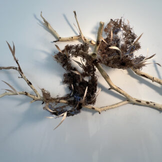 Donna Forma, "Awww... Those Wonderful First signs of Spring," steamed and bent wood leaves, soil, thread, bark paper , branch
