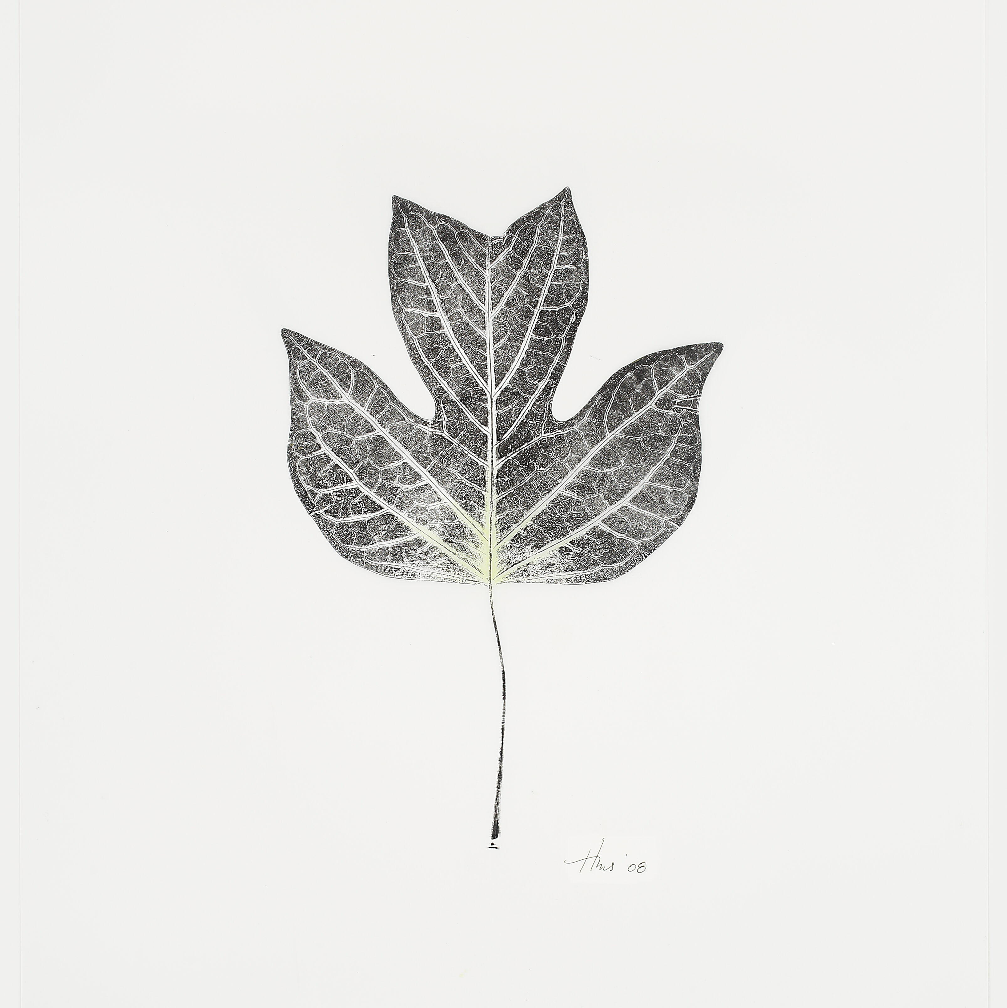 Heather Sandifer, "Emerging Tulip leaf, Cat. 58," mixed media on vellum paper