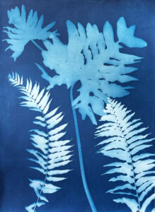 Emily Hamilton Laux, "Albee Road Two," cyanotype print on archival hot press paper