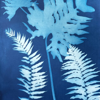 Emily Hamilton Laux, "Albee Road Two," cyanotype print on archival hot press paper