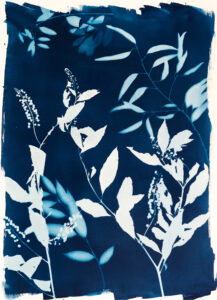 Emily Hamilton Laux, "September Inkberry," cyanotype print on archival hot press paper