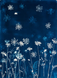 Emily Hamilton Laux, "Starry Field One," cyanotype print on archival hot press paper