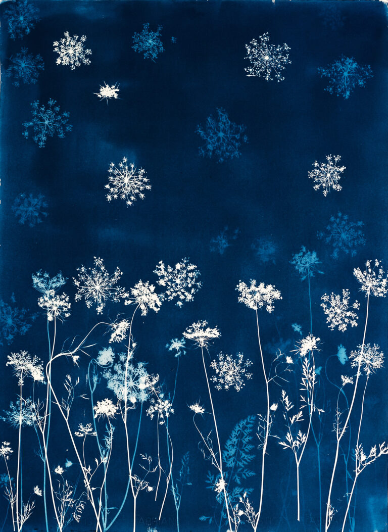Emily Hamilton Laux, "Starry Field One," cyanotype print on archival hot press paper