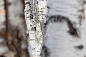 Susan Wides, "This : Seasons 2.22.15," chromogenic print