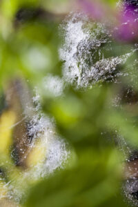 Susan Wides, "This Seasons 9.3.16," chromogenic print