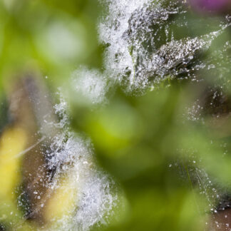 Susan Wides, "This Seasons 9.3.16," chromogenic print