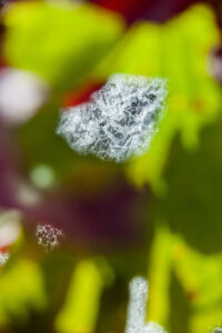 Susan Wides, "Voice of Silence 0430," chromogenic print