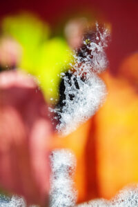 Susan Wides, "Voice of Silence 9896," chromogenic print