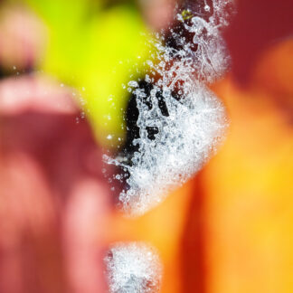 Susan Wides, "Voice of Silence 9896," chromogenic print