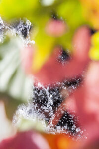 Susan Wides, "Voice of Silence 9917," chromogenic print